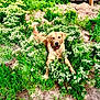 animal, canine, dog, flower, goldenretriever, grass, green, herbal, herbs, land, nature, outdoors, pet, plant, puppy, soil, tree, vegetation, woodland, yard