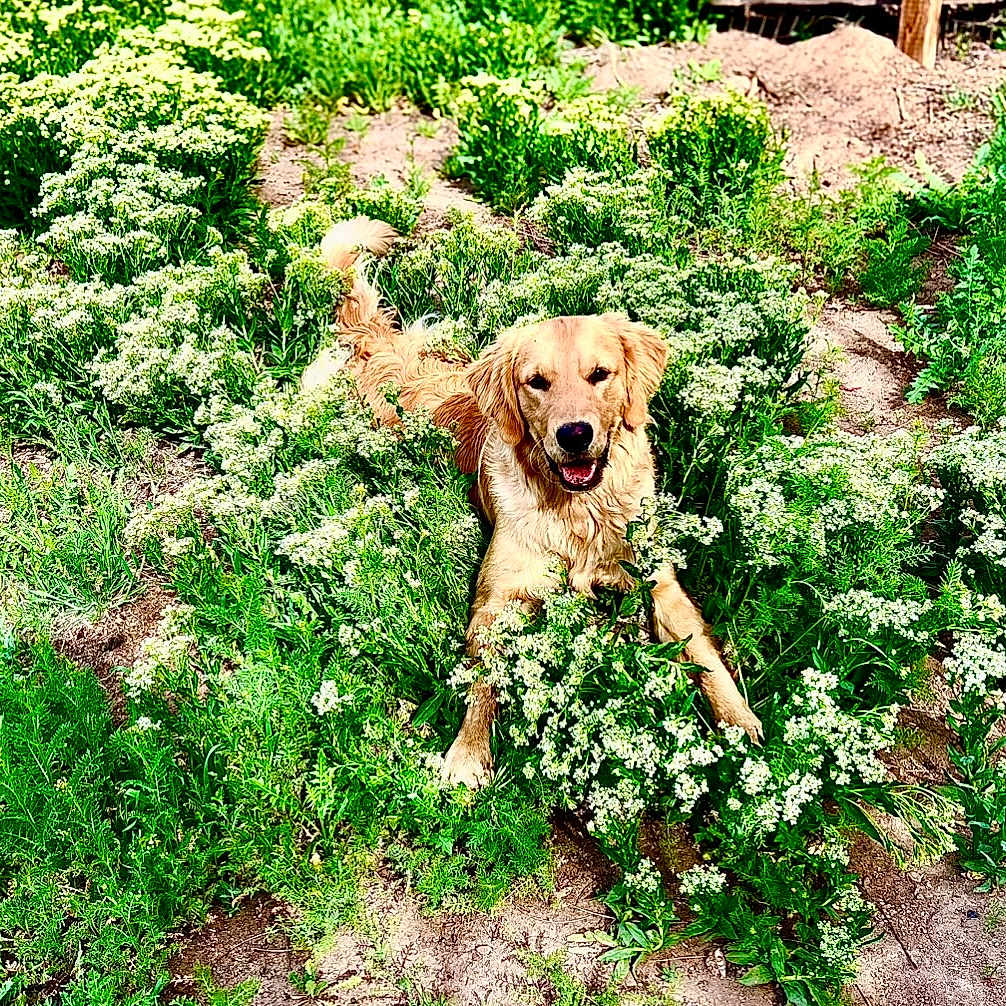 Sprocket is registered to the contest to win money with this photo: animal, canine, dog, flower, goldenretriever, grass, green, herbal, herbs, land, nature, outdoors, pet, plant, puppy, soil, tree, vegetation, woodland, yard