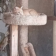 Grace is registered to the contest to win money with this photo: cat, cat_tree, pet, indoor, furniture, resting, beige, wood, animal, fur, quiet, cozy, household, relaxed, sleepy, texture, carpet, wooden_post, domestic, feline