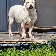 Pitchoun a rejoint le concours — aidez-le/la à gagner de superbes lots ! animal, bamboo, canine, daylight, dog, ears, garden, grass, greenery, nature, outdoor, pet, plant, porch, small_dog, squinting, standing, sunlight, tile, white_dog