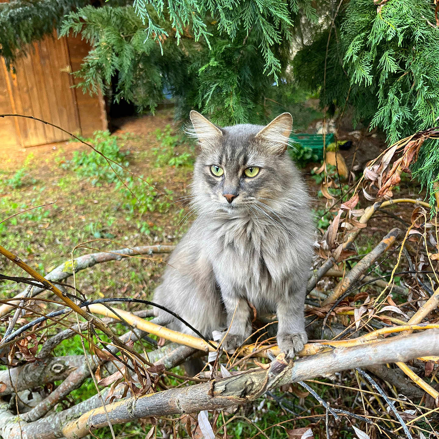 Titi a rejoint le concours — aidez-le/la à gagner de superbes lots ! animal, backyard, cat, conifer, fir, grass, herbal, jungle, kitten, land, manx, nature, outdoors, pet, plant, tree, vegetation, wood, woodland, yard