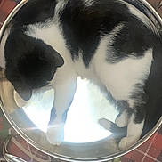 Mizo joined the competition — help win amazing prizes! cat, black_and_white_cat, saucepan, metal_pan, cookware, indoor, curled_up, sleeping, paws, reflection, plaid_rug, rug, floor, handle, kitchen, pet, cozy, patterned_rug, fur, curled_position