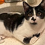 Mizo is registered to the contest to win money with this photo: cat, kitten, tuxedo_cat, pet, indoor, sink, countertop, whiskers, wide_eyes, black_and_white, fur, close_up, paw, ears, curious, domestic_animal, portrait, relaxed, household, young