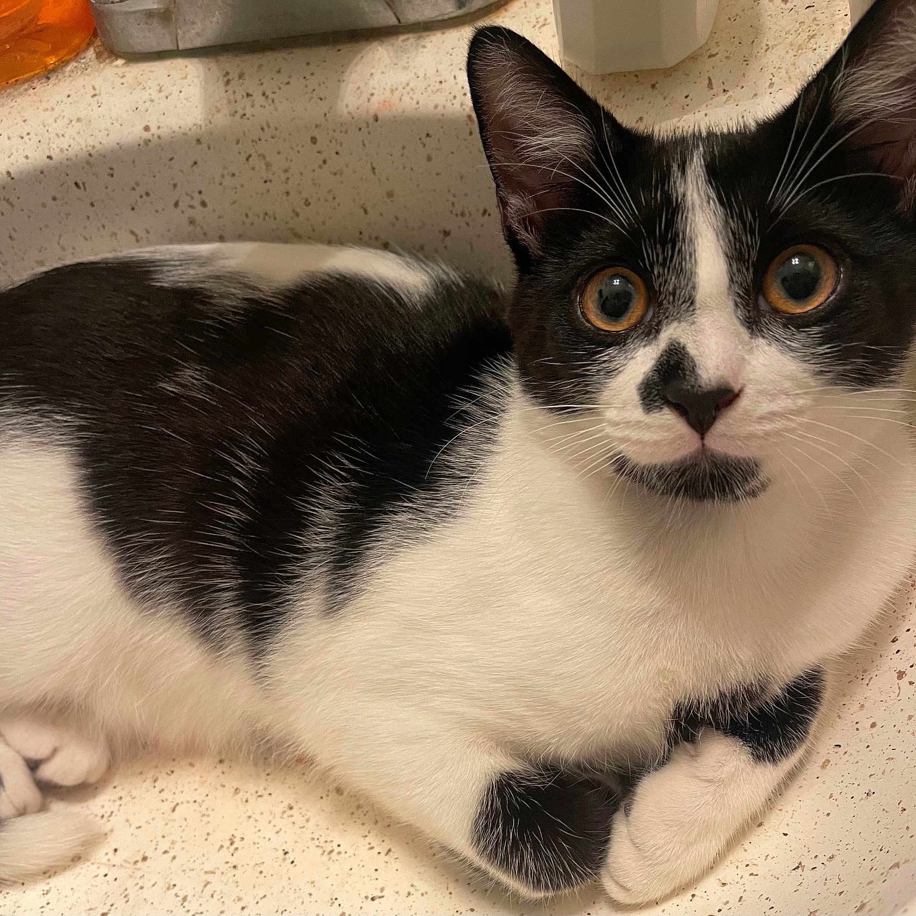 Mizo is registered to the contest to win money with this photo: black_and_white, cat, close_up, countertop, curious, domestic_animal, ears, fur, household, indoor, kitten, paw, pet, portrait, relaxed, sink, tuxedo_cat, whiskers, wide_eyes, young