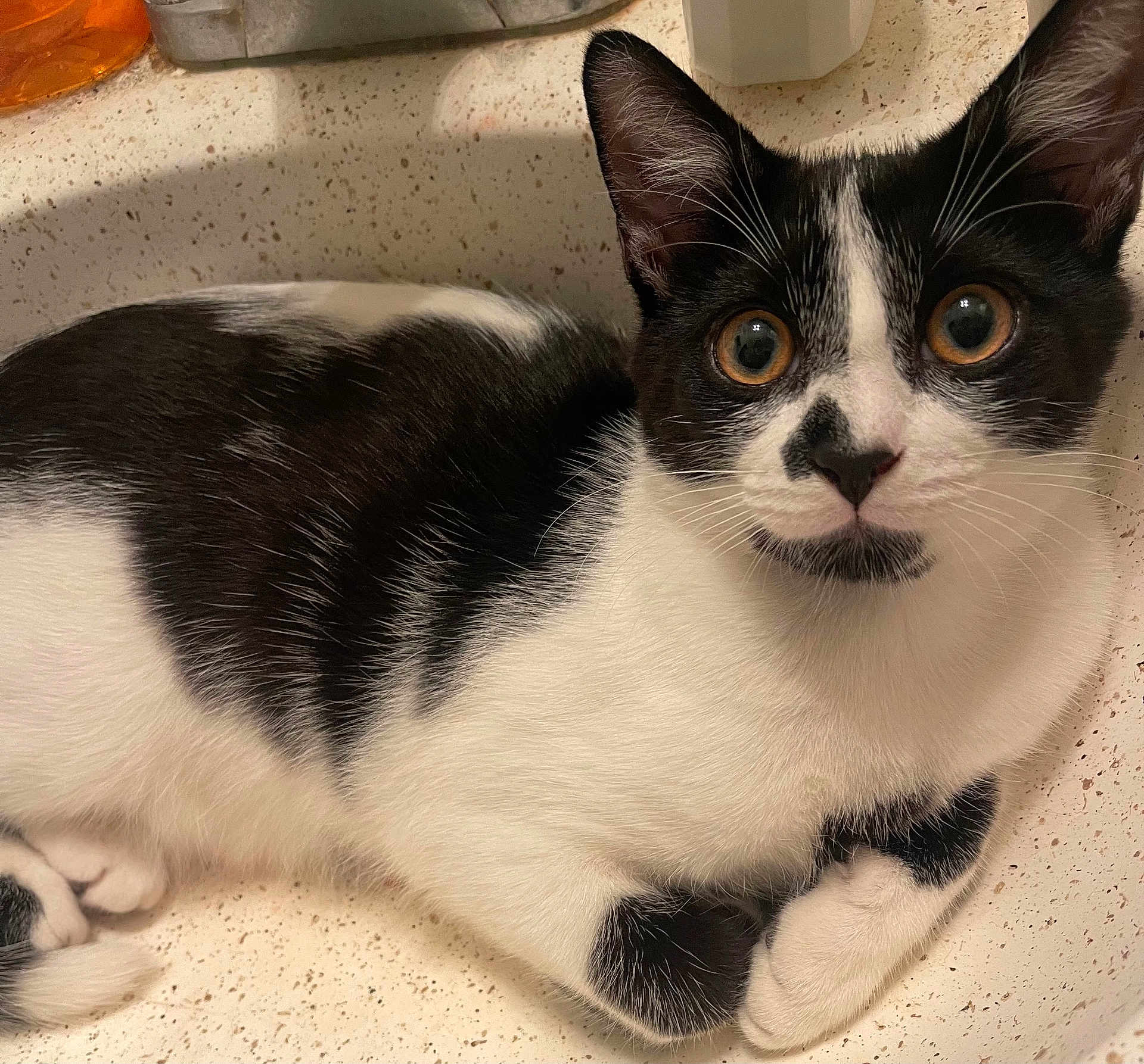 Mizo is registered to the contest to win money with this photo: cat, kitten, tuxedo_cat, pet, indoor, sink, countertop, whiskers, wide_eyes, black_and_white, fur, close_up, paw, ears, curious, domestic_animal, portrait, relaxed, household, young