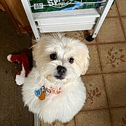 Patches is registered to the contest to win money with this photo: dog, puppy, small_dog, white_fur, fluffy, collar, pet_tag, looking_up, big_eyes, stuffed_toy, fox_plush, tile_floor, carpet, indoor, shelving_unit, bottled_water, packaging, home_interior, close_up, adorable