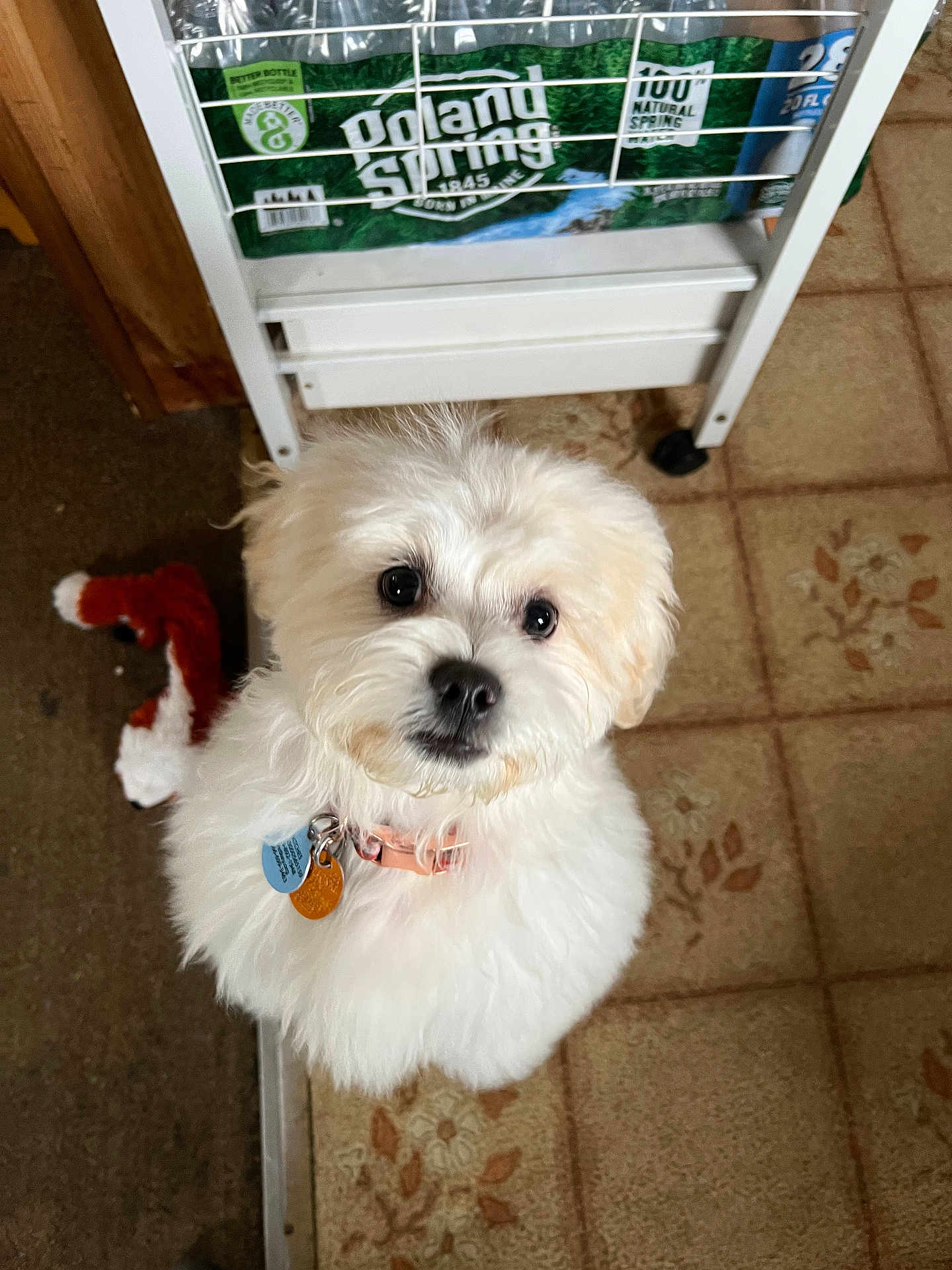 Patches is registered to the contest to win money with this photo: dog, puppy, small_dog, white_fur, fluffy, collar, pet_tag, looking_up, big_eyes, stuffed_toy, fox_plush, tile_floor, carpet, indoor, shelving_unit, bottled_water, packaging, home_interior, close_up, adorable