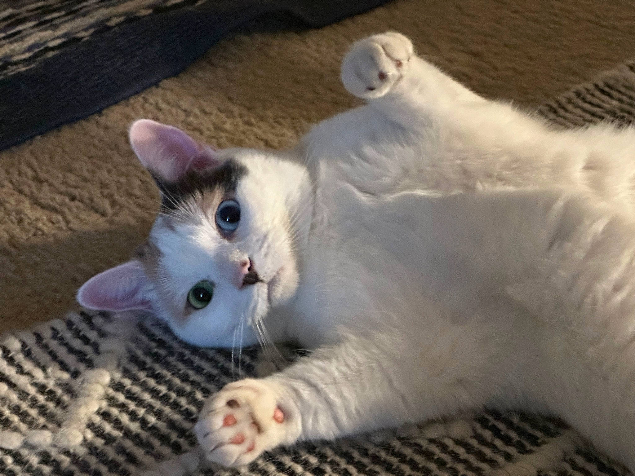 Ducky is registered to the contest to win money with this photo: carnivore, cat, claw, domestic_short_haired_cat, eye, fawn, felidae, fur, paw, small_to_medium_sized_cats, snout, tail, terrestrial_animal, vehicle_registration_plate, whiskers