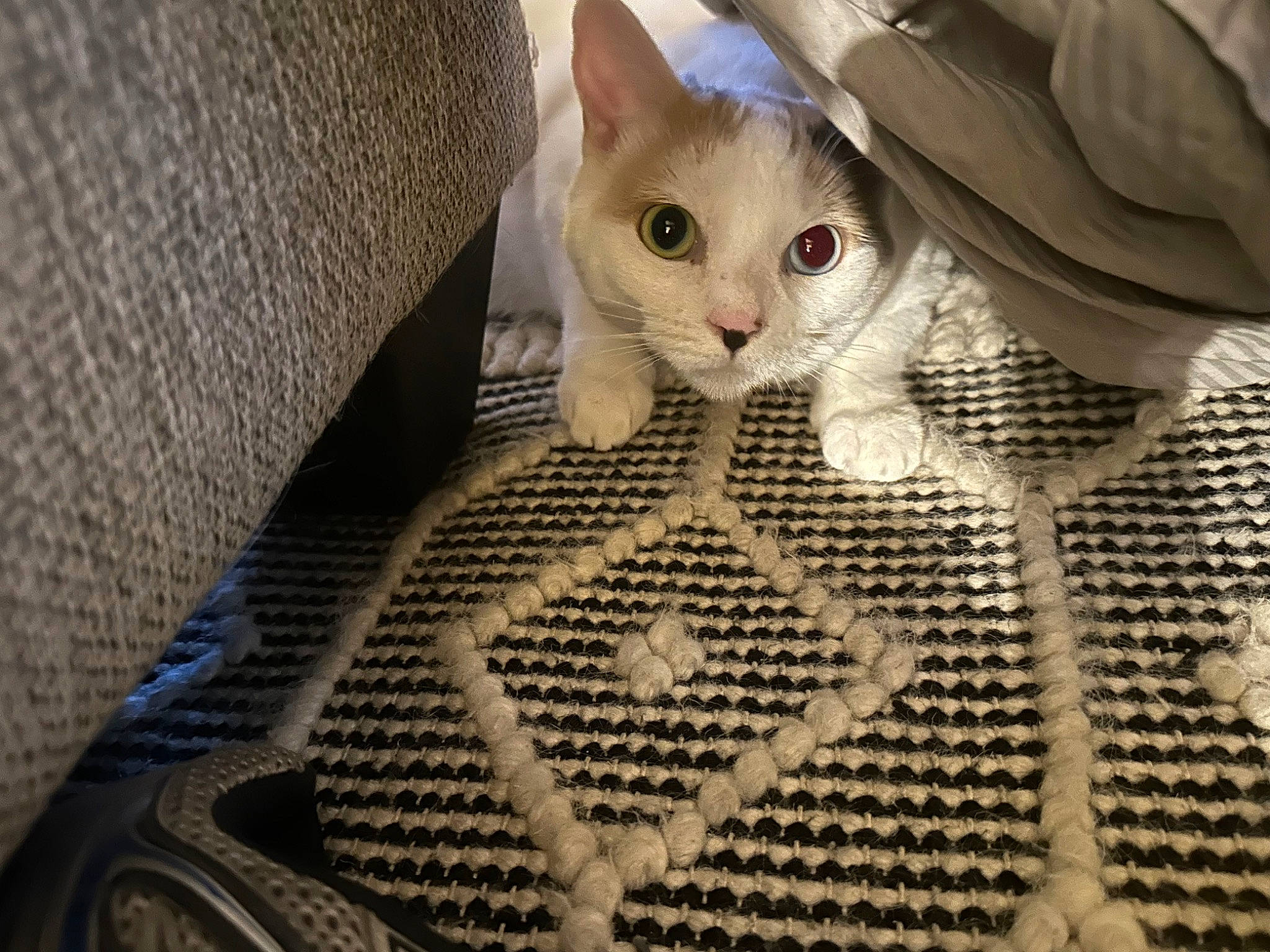 Ducky is registered to the contest to win money with this photo: animal_shelter, carnivore, cat, claw, comfort, domestic_short_haired_cat, fawn, felidae, fur, linens, mesh, pattern, paw, pet_supply, small_to_medium_sized_cats, snout, tail, whiskers, woven_fabric