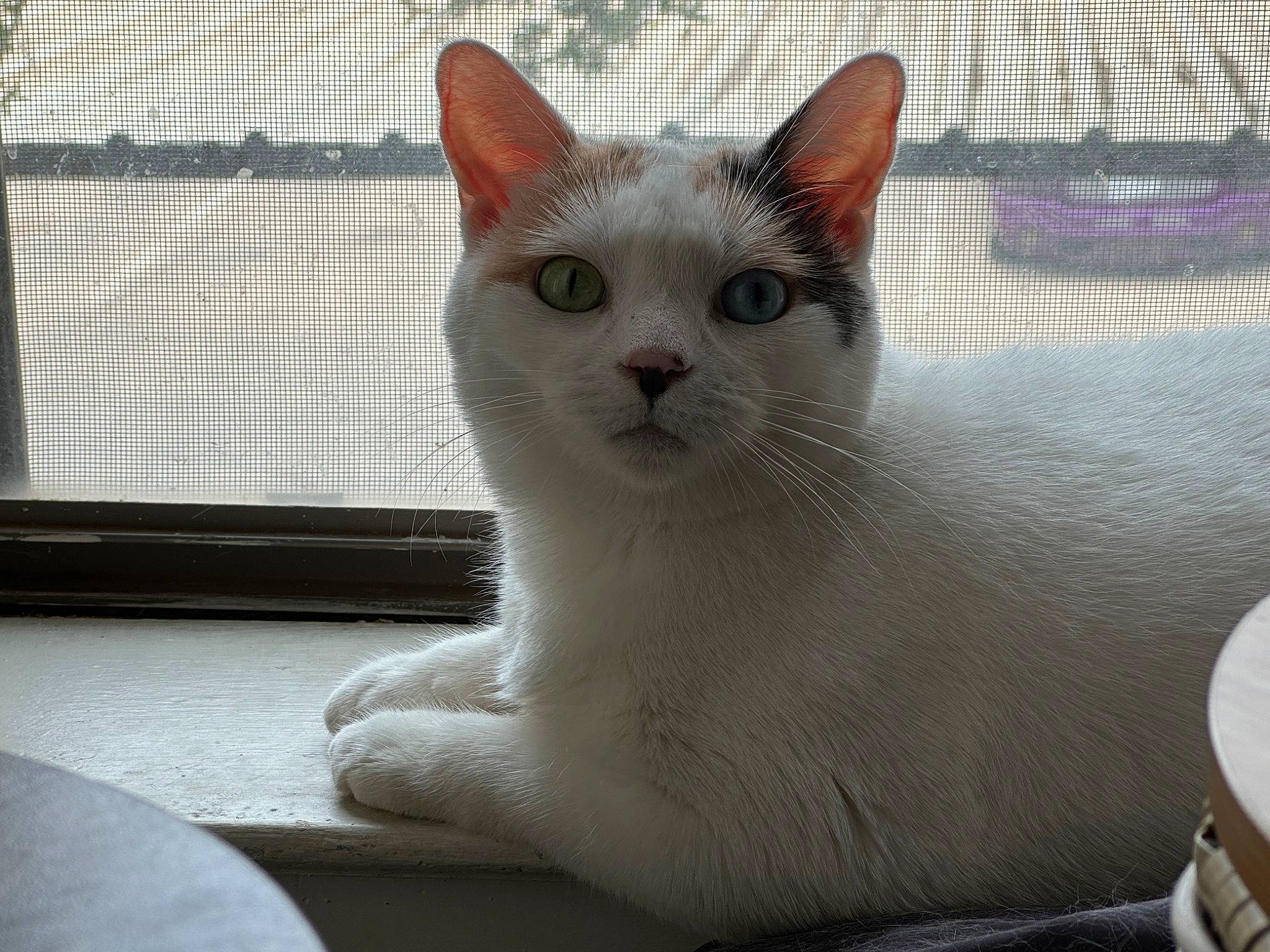 Ducky joined the competition — help win amazing prizes! carnivore, cat, cat_furniture, cat_supply, claw, comfort, domestic_short_haired_cat, fawn, felidae, fur, mesh, paw, pet_supply, small_to_medium_sized_cats, snout, tail, whiskers, window