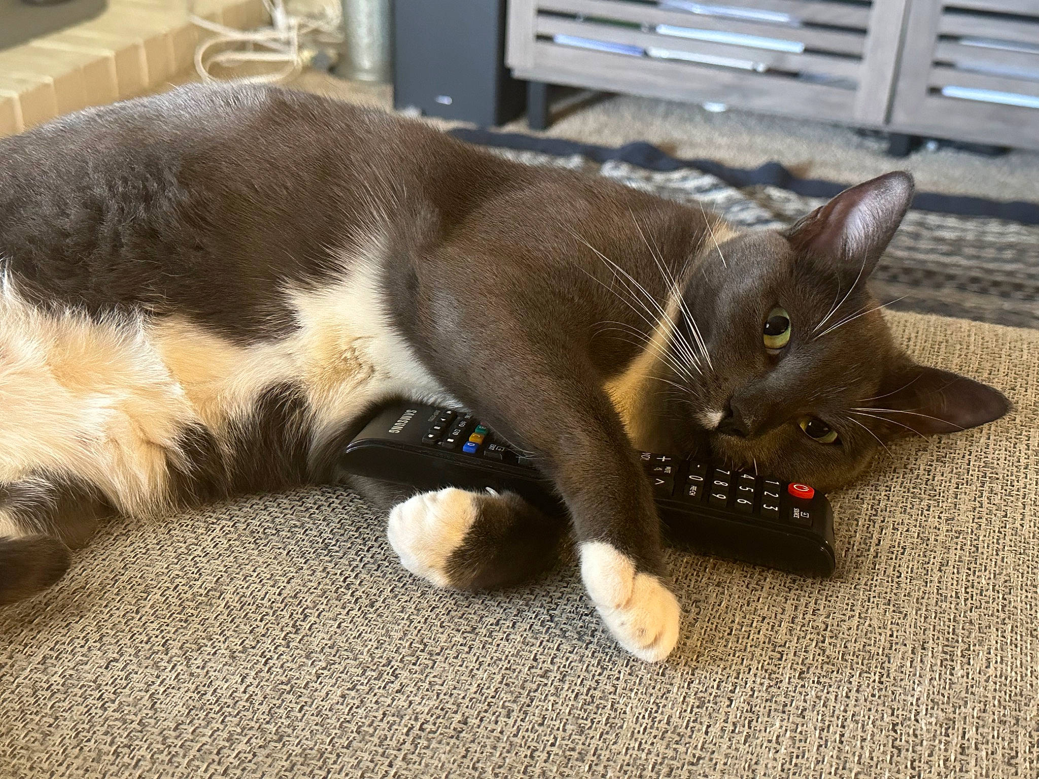 Ellie is registered to the contest to win money with this photo: black_cat, carnivore, cat, claw, comfort, dog_breed, domestic_short_haired_cat, fawn, felidae, flooring, fur, havana_brown, nap, paw, plant, small_to_medium_sized_cats, snout, tail, terrestrial_animal, whiskers