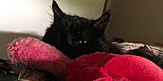 Noa a rejoint le concours — aidez-le/la à gagner de superbes lots ! black_cat, cat, stuffed_toy, pink, plush, basket, indoor, pet, animal, cozy, soft, fur, shadow, relaxing, home, cute, resting, feline, toy, comfort