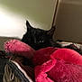 black_cat, cat, stuffed_toy, pink, plush, basket, indoor, pet, animal, cozy, soft, fur, shadow, relaxing, home, cute, resting, feline, toy, comfort
