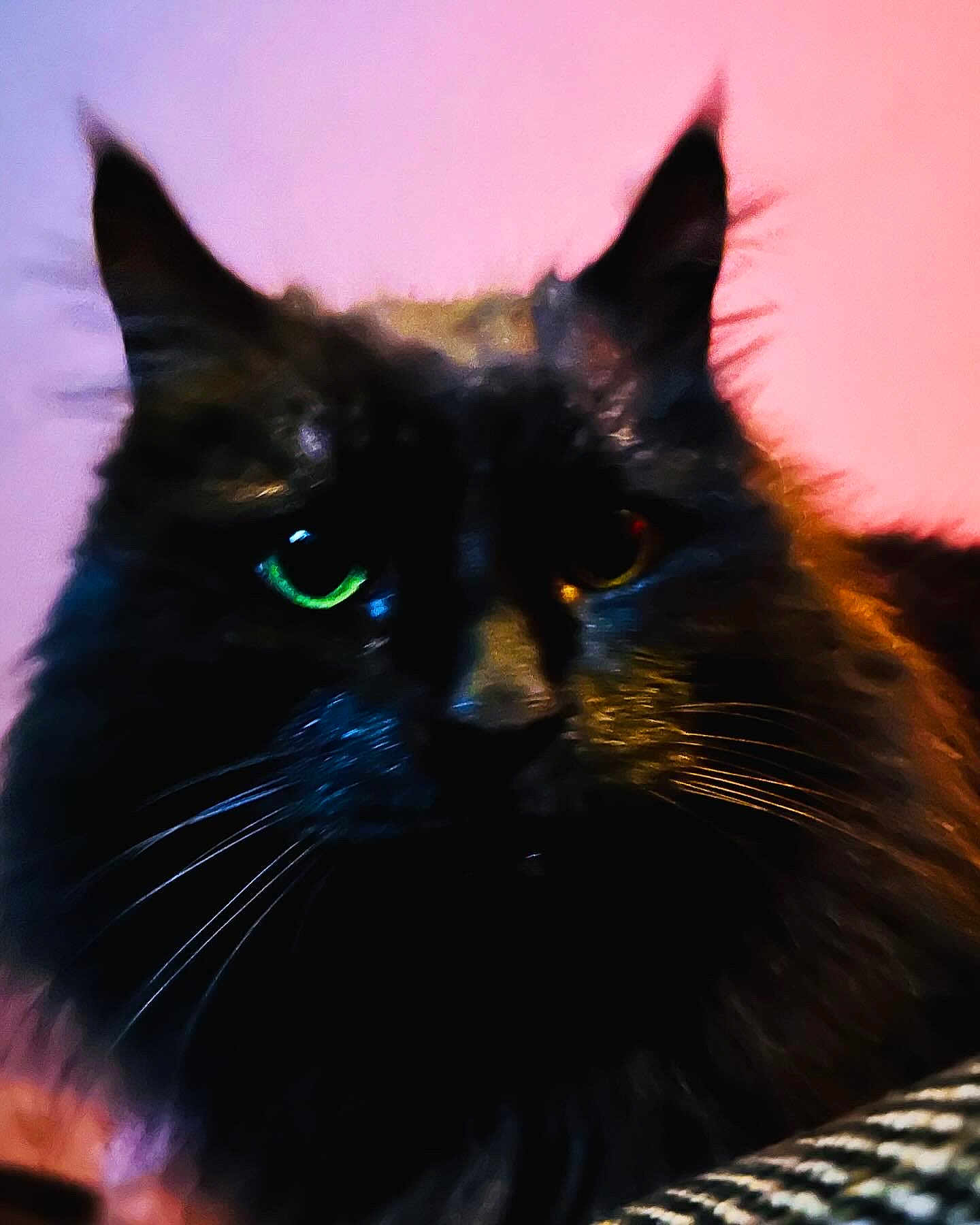 Noa participe au concours pour gagner de l'argent avec cette photo : cat, black_cat, close_up, whiskers, feline, animal, pet, indoor, pink_background, fluffy, ears, eyes, portrait, cute, mystery, furry, domestic_cat, face, soft_lighting, closeup
