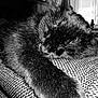 Noa a rejoint le concours — aidez-le/la à gagner de superbes lots ! cat, black_cat, sleeping, fur, paw, close_up, texture, fabric, indoor, resting, cozy, animal, pet, whiskers, ears, relaxation, monochrome, black_and_white, soft, nap