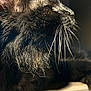 Noa participe au concours pour gagner de l'argent avec cette photo : cat, black_cat, whiskers, fur, close_up, profile, pet, animal, domestic_animal, indoor, lighting, relaxation, face, ears, feline, portrait, sitting, shadow, warm_light, cozy