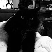 Noa participe au concours pour gagner de l'argent avec cette photo : cat, black_cat, pet, indoor, furniture, blanket, cozy, animal, eyes, stretching, bedroom, television, living_room, dark, soft_light, home, relaxing, fur, whiskers, mystery