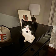 Petunia is registered to the contest to win money with this photo: animal, background, black_and_white, blur, cat, cozy, curious, decor, dresser, furniture, hat, home, indoor, lamp, pet, photo, portrait, reflection, sitting, tabletop