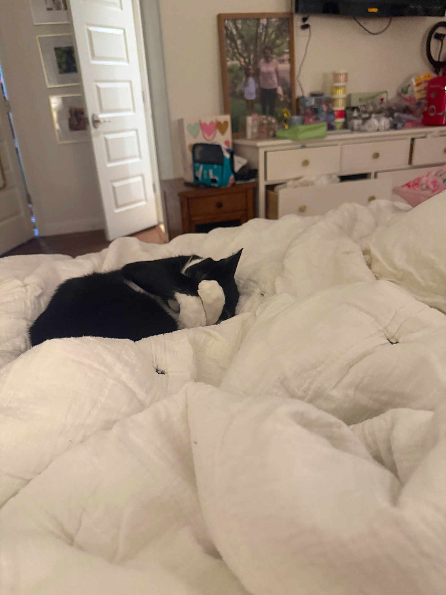 Petunia is registered to the contest to win money with this photo: cat, black_and_white, bed, comforter, blanket, bedroom, furniture, door, dresser, paw, sleeping, cozy, indoor, pet, resting, white, soft, home, curled_up, relaxed