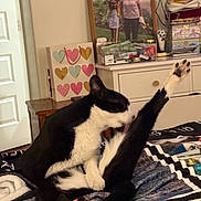 Petunia joined the competition — help win amazing prizes! cat, black_and_white, grooming, stretching, paw, bedroom, blanket, dresser, mirror, reflection, photograph, indoor, furniture, pet, animal, relaxed, home, cozy, cute, fur