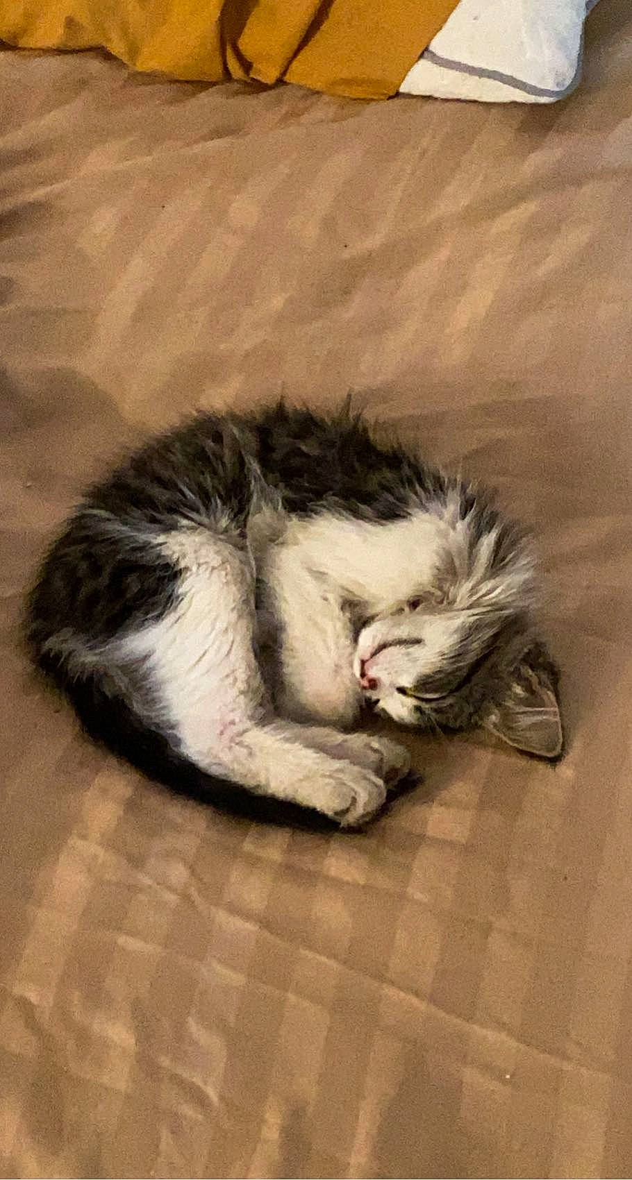 Handsome joined the competition — help win amazing prizes! carnivore, cat, claw, comfort, companion_dog, dog_breed, domestic_short_haired_cat, felidae, flooring, foot, fur, nap, paw, small_to_medium_sized_cats, snout, sporting_group, tail, terrestrial_animal, whiskers, yawn