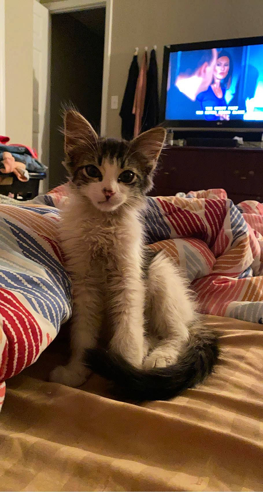 Handsome is registered to the contest to win money with this photo: cable_television, carnivore, cat, comfort, couch, display_device, domestic_short_haired_cat, entertainment_center, felidae, fur, home_appliance, led_backlit_lcd_display, paw, small_to_medium_sized_cats, tail, television, television_program, television_set, whiskers, window