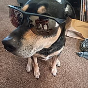 Kobe is registered to the contest to win money with this photo: dog, sunglasses, carpet, indoor, pet, black, tan, reflection, person_reflection, paws, canine, casual, portrait, animal, closeup, funny, sitting, household, accessory, companion