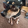 dog, sunglasses, carpet, indoor, pet, black, tan, reflection, person_reflection, paws, canine, casual, portrait, animal, closeup, funny, sitting, household, accessory, companion