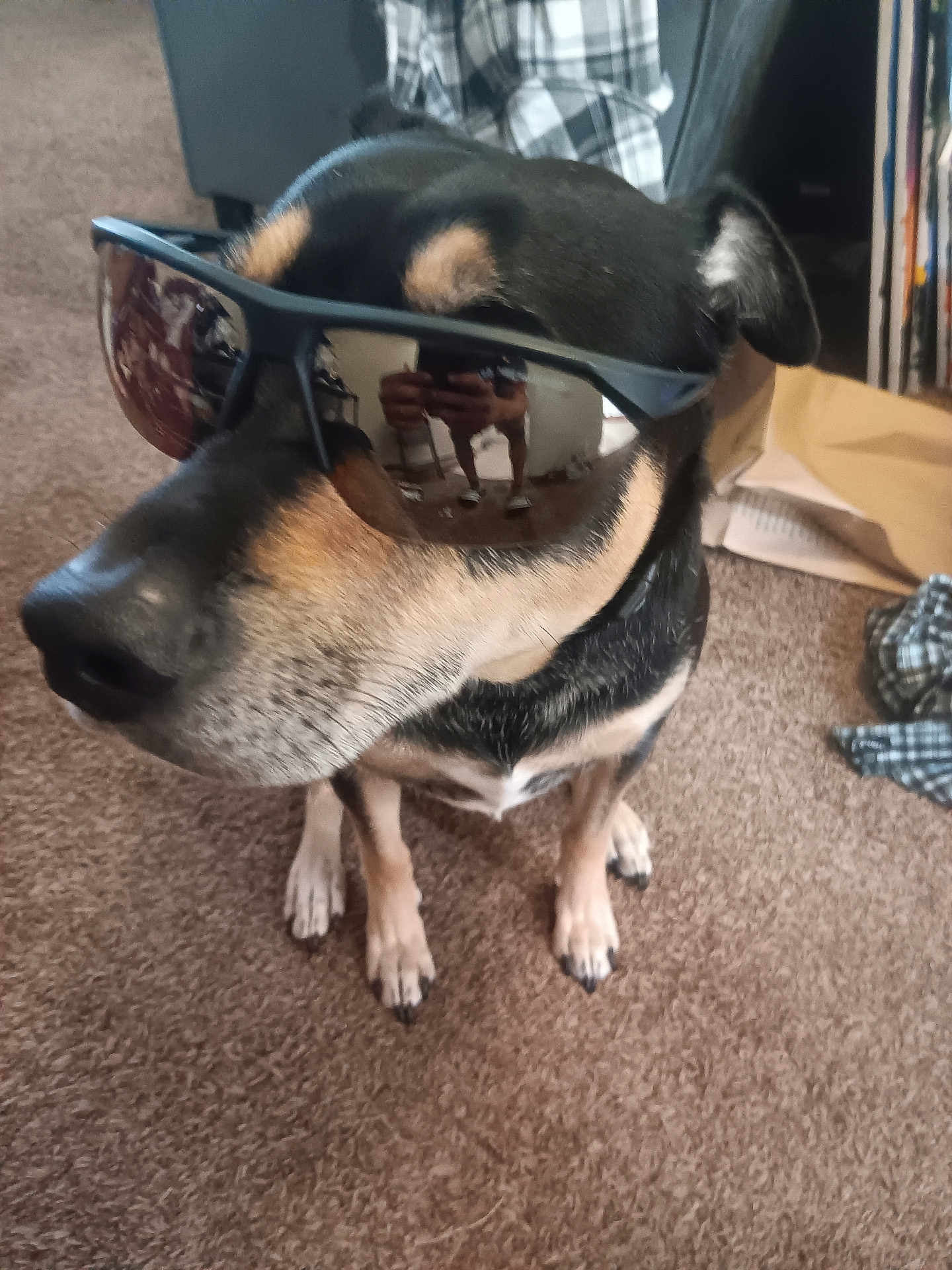 Kobe is registered to the contest to win money with this photo: dog, sunglasses, carpet, indoor, pet, black, tan, reflection, person_reflection, paws, canine, casual, portrait, animal, closeup, funny, sitting, household, accessory, companion