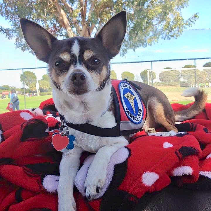 Diamond is registered to the contest to win money with this photo: canidae, carnivore, chihuahua, companion_dog, corgi_chihuahua, dog, dog_breed, mammal, miniature_fox_terrier, puppy, rat_terrier, snout, sporting_group, teddy_roosevelt_terrier, tenterfield_terrier, toy_dog, toy_fox_terrier, vertebrate