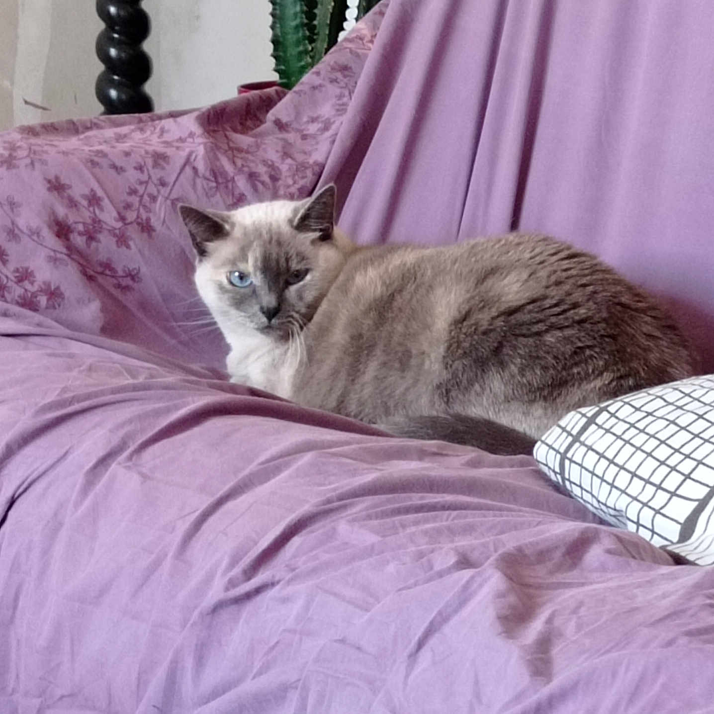 Misty participe au concours pour gagner de l'argent avec cette photo : animal, bed, bedroom, blanket, cat, couch, cushion, furniture, homedecor, indoors, kitten, linen, manx, person, pet, purple, quilt, room, siamese, sleeping