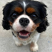 Dagger is registered to the contest to win money with this photo: dog, cavalier_king_charles_spaniel, close_up, happy, cute, pet, animal, black, white, brown, fur, face, nose, mouth, tongue, outdoor, canine, friendly, small_dog, looking_up
