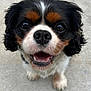 dog, cavalier_king_charles_spaniel, close_up, happy, cute, pet, animal, black, white, brown, fur, face, nose, mouth, tongue, outdoor, canine, friendly, small_dog, looking_up
