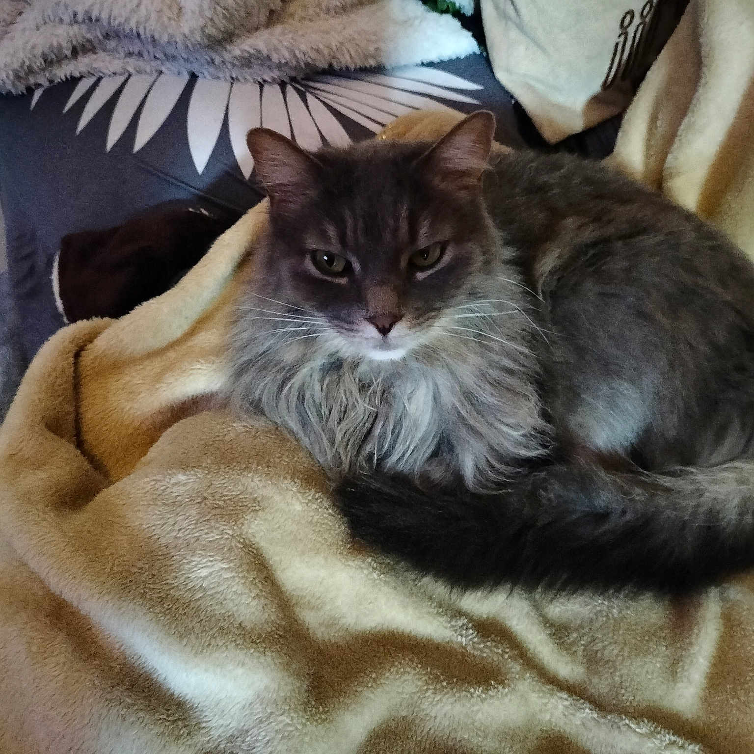 Duchesse