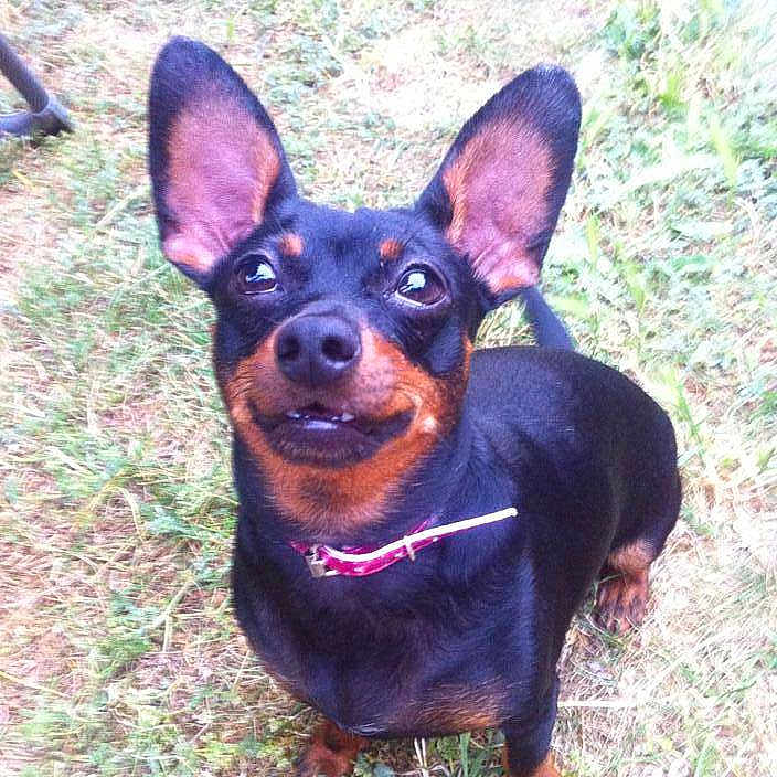 Chipie