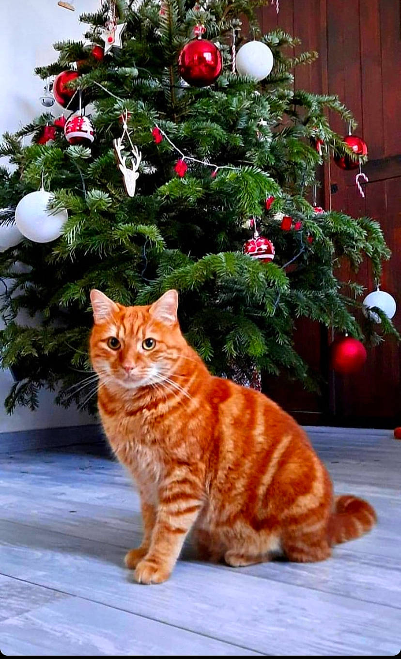Ronny a rejoint le concours — aidez-le/la à gagner de superbes lots ! carnivore, cat, christmas_decoration, christmas_ornament, christmas_tree, evergreen, fawn, felidae, grass, holiday_ornament, larch, light, mammal, plant, small_to_medium_sized_cats, tree, vertebrate, whiskers, white, wood
