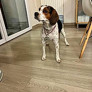 Aela a rejoint le concours — aidez-le/la à gagner de superbes lots ! dog, indoor, wooden_floor, medal, pet, beagle, curious, alert, furniture, radiator, glass_door, floor, collar, standing, house, domestic_animal, looking_away, light, home, animal