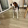 dog, indoor, wooden_floor, medal, pet, beagle, curious, alert, furniture, radiator, glass_door, floor, collar, standing, house, domestic_animal, looking_away, light, home, animal