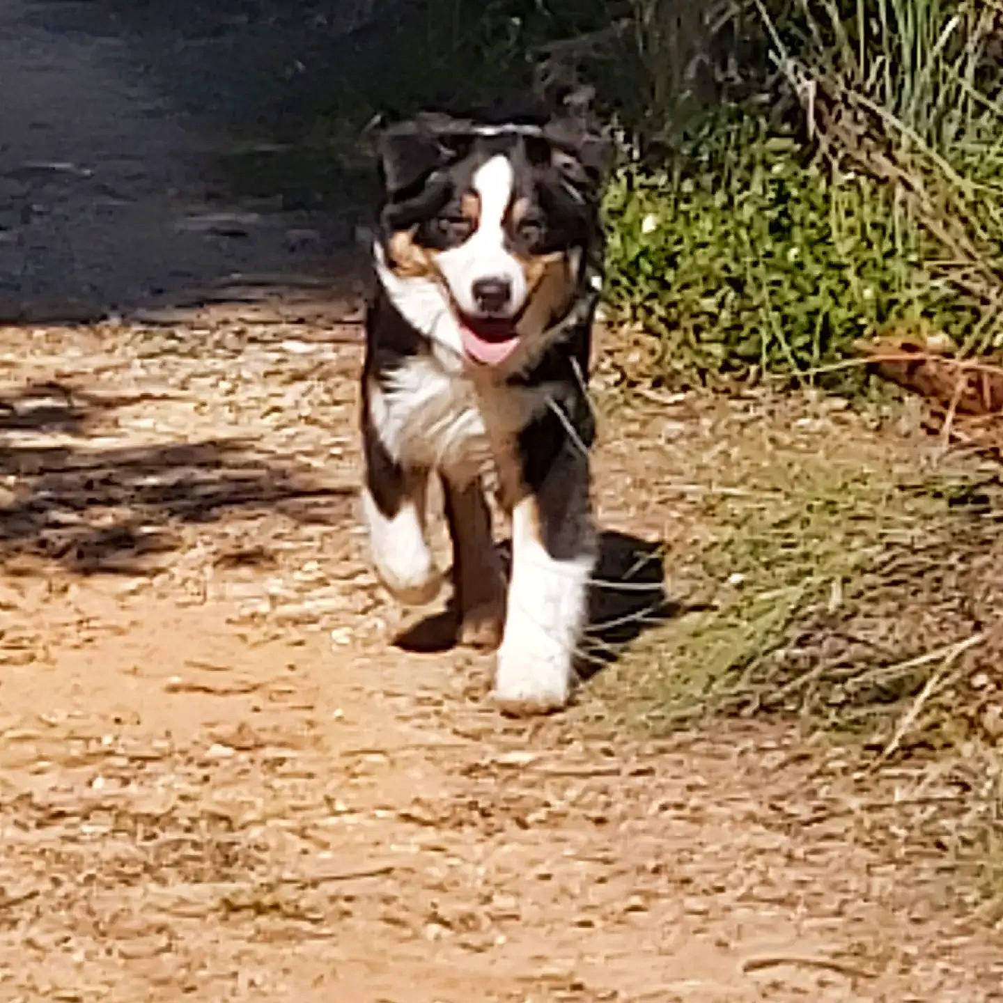 Tanguy a rejoint le concours — aidez-le/la à gagner de superbes lots ! carnivore, companion_dog, dog, dog_breed, herding_dog, hunting_dog, landscape, paw, plant, soil, tail, terrestrial_animal, wood, working_animal, working_dog