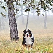 Tanguy participe au concours pour gagner de l'argent avec cette photo : animal, canine, dog, field, forest, fur, grass, happy, landscape, leaves, mist, moss, nature, outdoor, pet, scenery, smiling, tree, trunk, wildlife