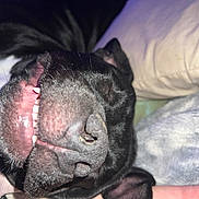 Molly is registered to the contest to win money with this photo: animal, bodypart, boxer, bulldog, canine, cat, cushion, dog, frenchbulldog, furniture, homedecor, hound, labradorretriever, mouth, person, pet, pitbull, puppy, sleeping, teeth