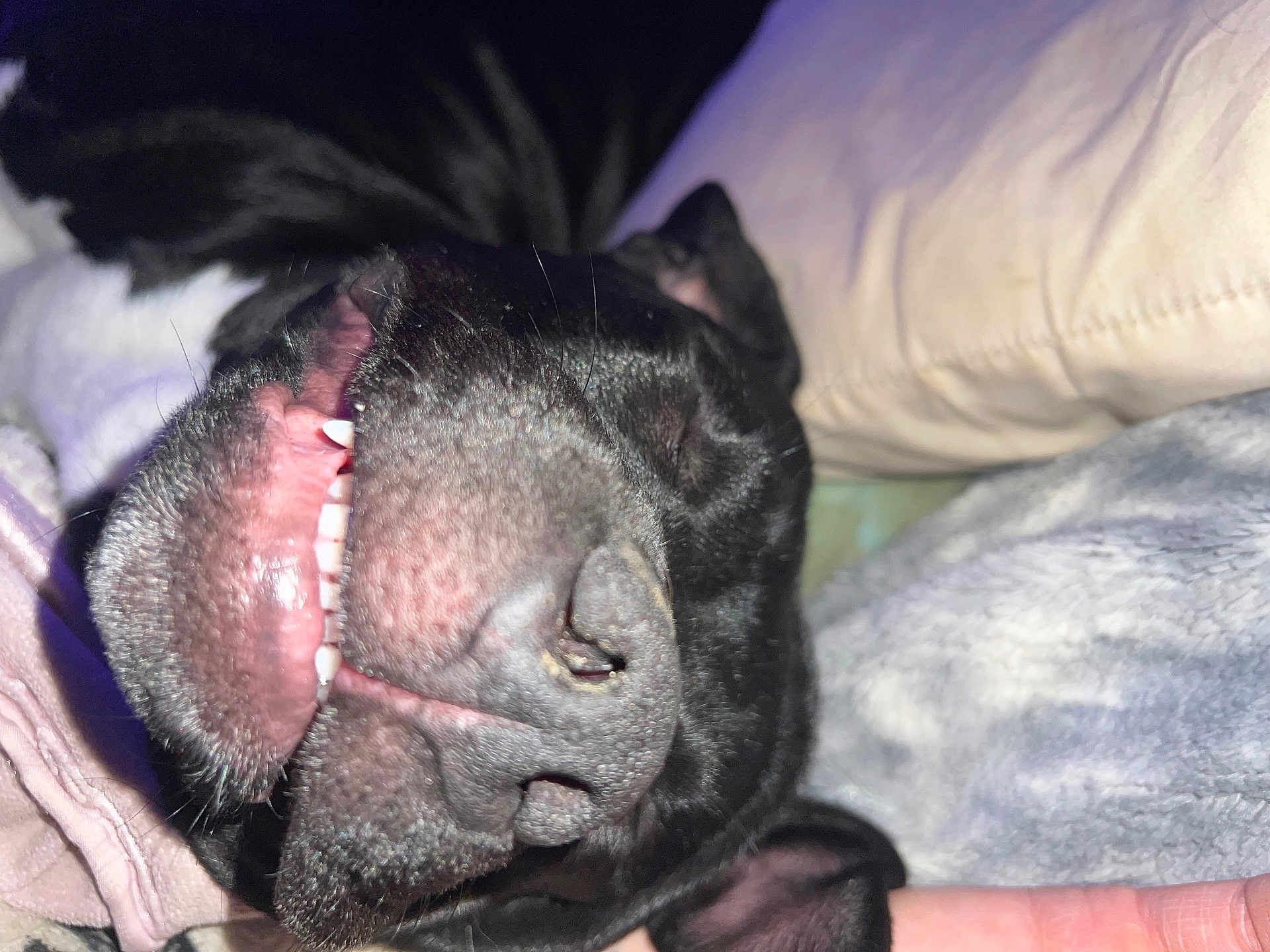 Molly is registered to the contest to win money with this photo: animal, bodypart, boxer, bulldog, canine, cat, cushion, dog, frenchbulldog, furniture, homedecor, hound, labradorretriever, mouth, person, pet, pitbull, puppy, sleeping, teeth