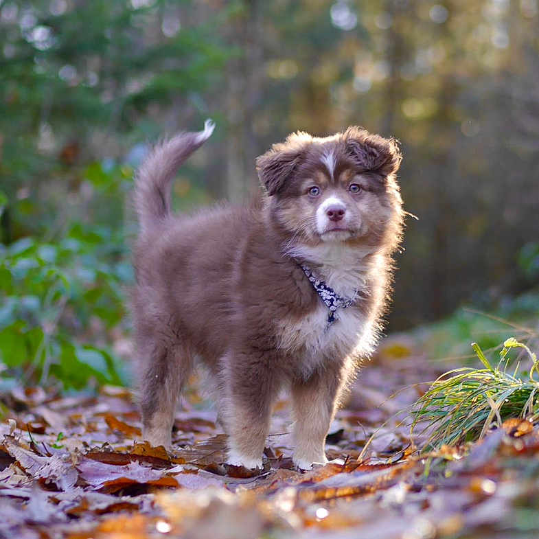 Uguette participe au concours pour gagner de l'argent avec cette photo : animal, canine, collie, coyote, dog, eskimodog, goldenretriever, grass, husky, land, leaf, nature, outdoors, pet, plant, puppy, terrier, tree, vegetation, woodland
