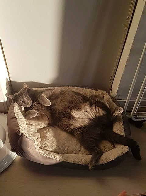 Djocko participe au concours pour gagner de l'argent avec cette photo : cat, chair, comfort, felidae, fur, furniture, room, small_to_medium_sized_cats, tail, whiskers