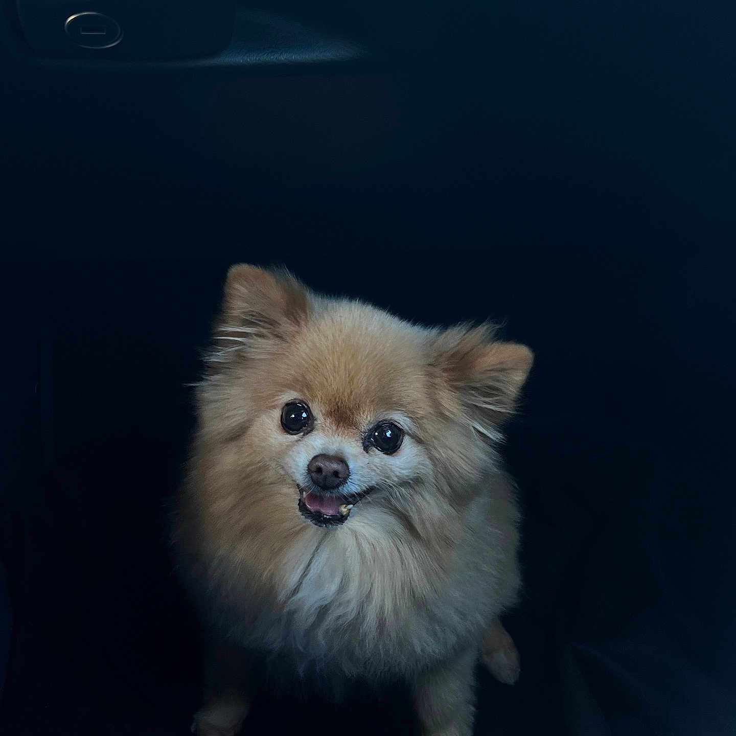 Gracie
