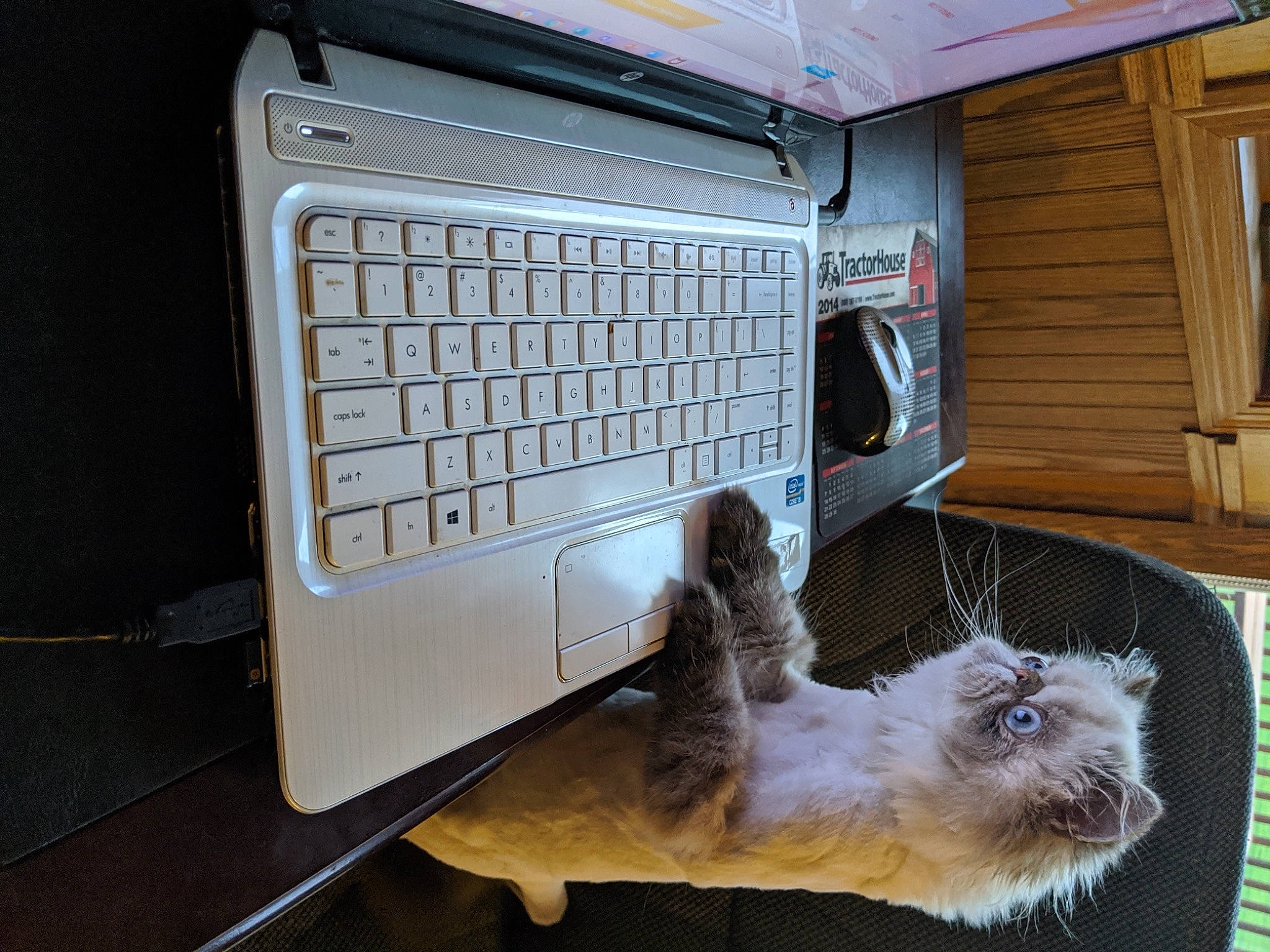 Paisley is registered to the contest to win money with this photo: carnivore, companion_dog, computer, computer_hardware, computer_keyboard, dog, dog_breed, fawn, input_device, laptop, netbook, office_equipment, output_device, peripheral, personal_computer, pet_supply, snout, space_bar, window, wood