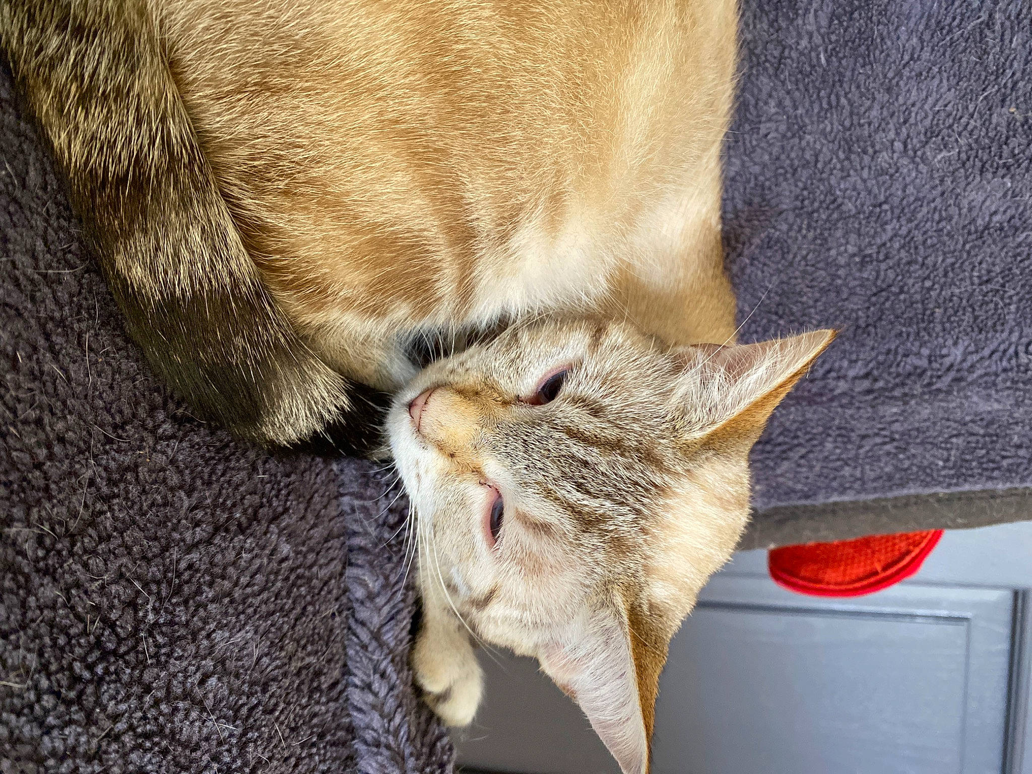 Beige a rejoint le concours — aidez-le/la à gagner de superbes lots ! carnivore, cat, cat_supply, claw, comfort, domestic_short_haired_cat, fawn, felidae, fur, linens, nap, paw, small_to_medium_sized_cats, snout, tail, whiskers, wood