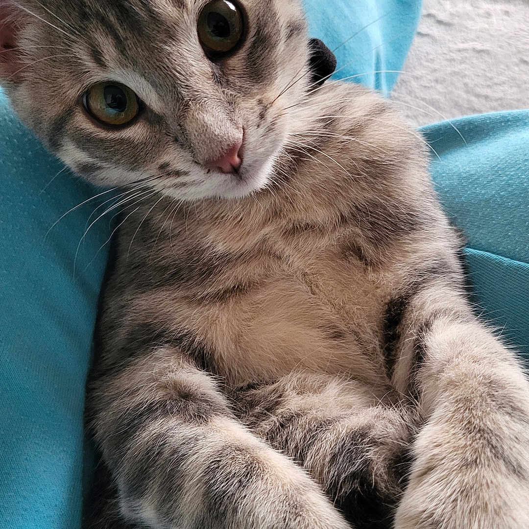 Aïko participe au concours pour gagner de l'argent avec cette photo : animal, blue_pants, cat, close_up, cute, domestic_cat, fur, indoor, kitten, lap, looking_at_camera, paws, pet, pink_socks, portrait, relaxed, soft_fur, tabby, whiskers, young