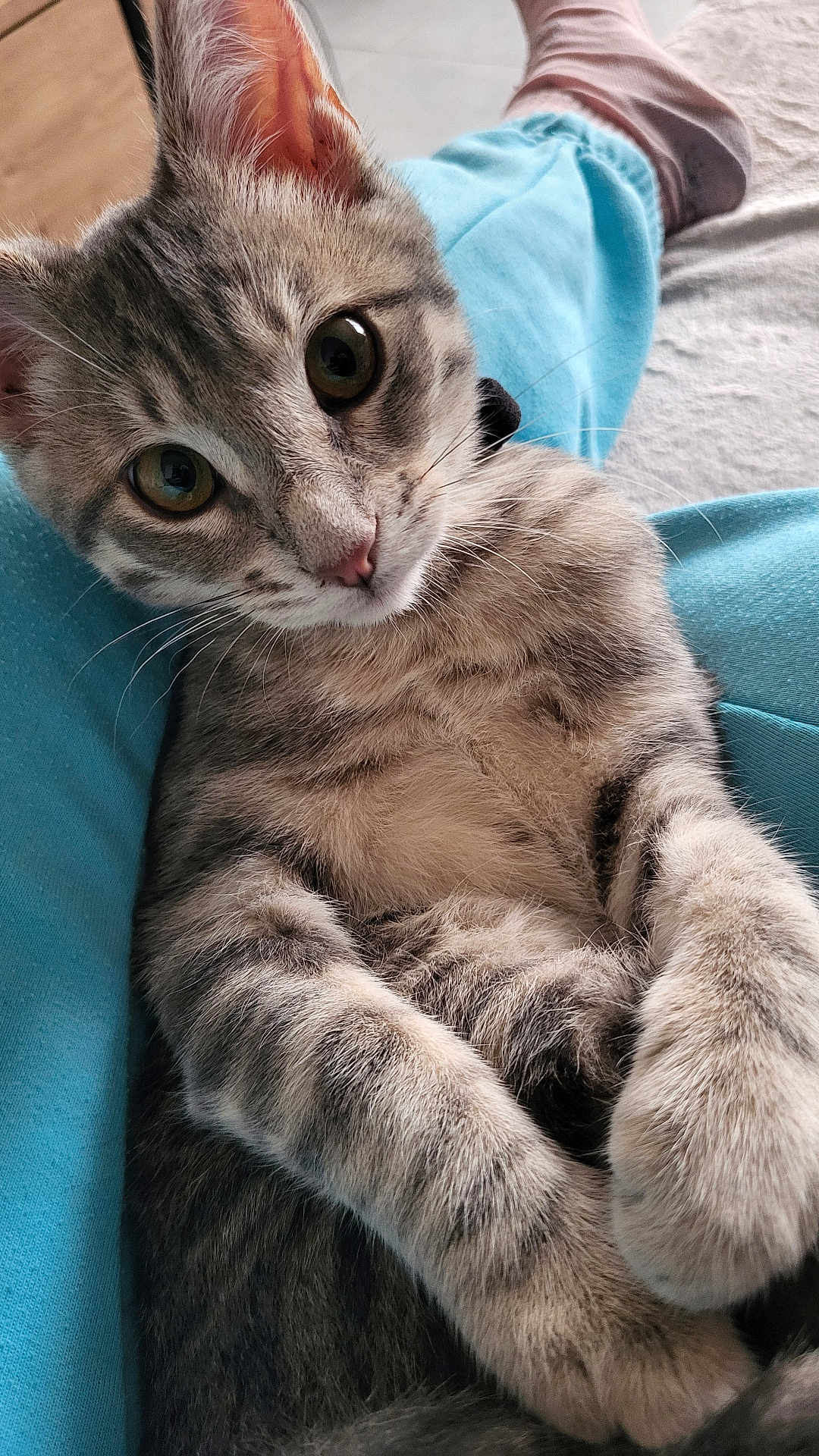 Aïko participe au concours pour gagner de l'argent avec cette photo : cat, kitten, tabby, close_up, pet, animal, fur, whiskers, paws, lap, blue_pants, pink_socks, indoor, cute, young, relaxed, looking_at_camera, soft_fur, domestic_cat, portrait
