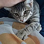 Aïko participe au concours pour gagner de l'argent avec cette photo : kitten, cat, pet, paw, gray_tabby, hand, human, blanket, fabric, indoor, close_up, cute, fur, whiskers, eyes, claws, comfort, resting, touch, gentle
